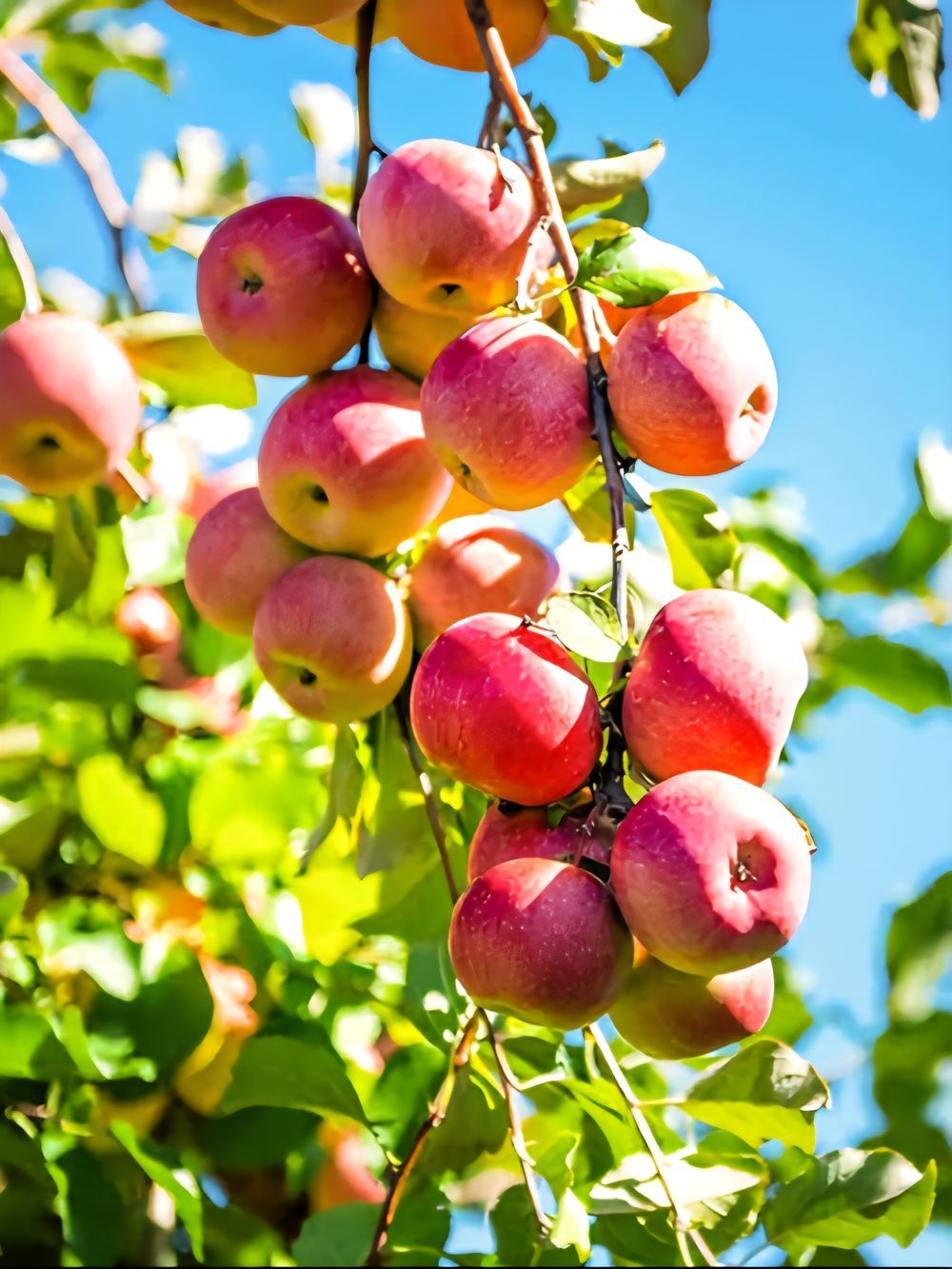 Apple Pink Lady (15lt)