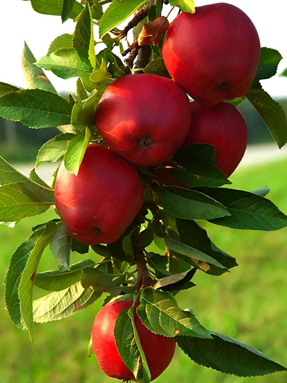 Apple Red Delicious (15lt)