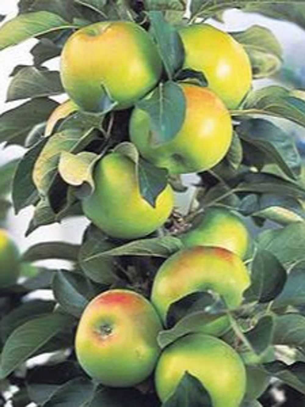 APPLE COLUMNAR BOLERO (25CM)