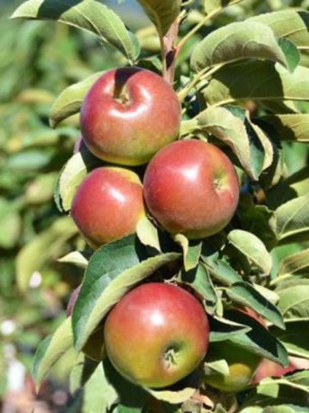 APPLE COLUMNAR POLKA (25CM)