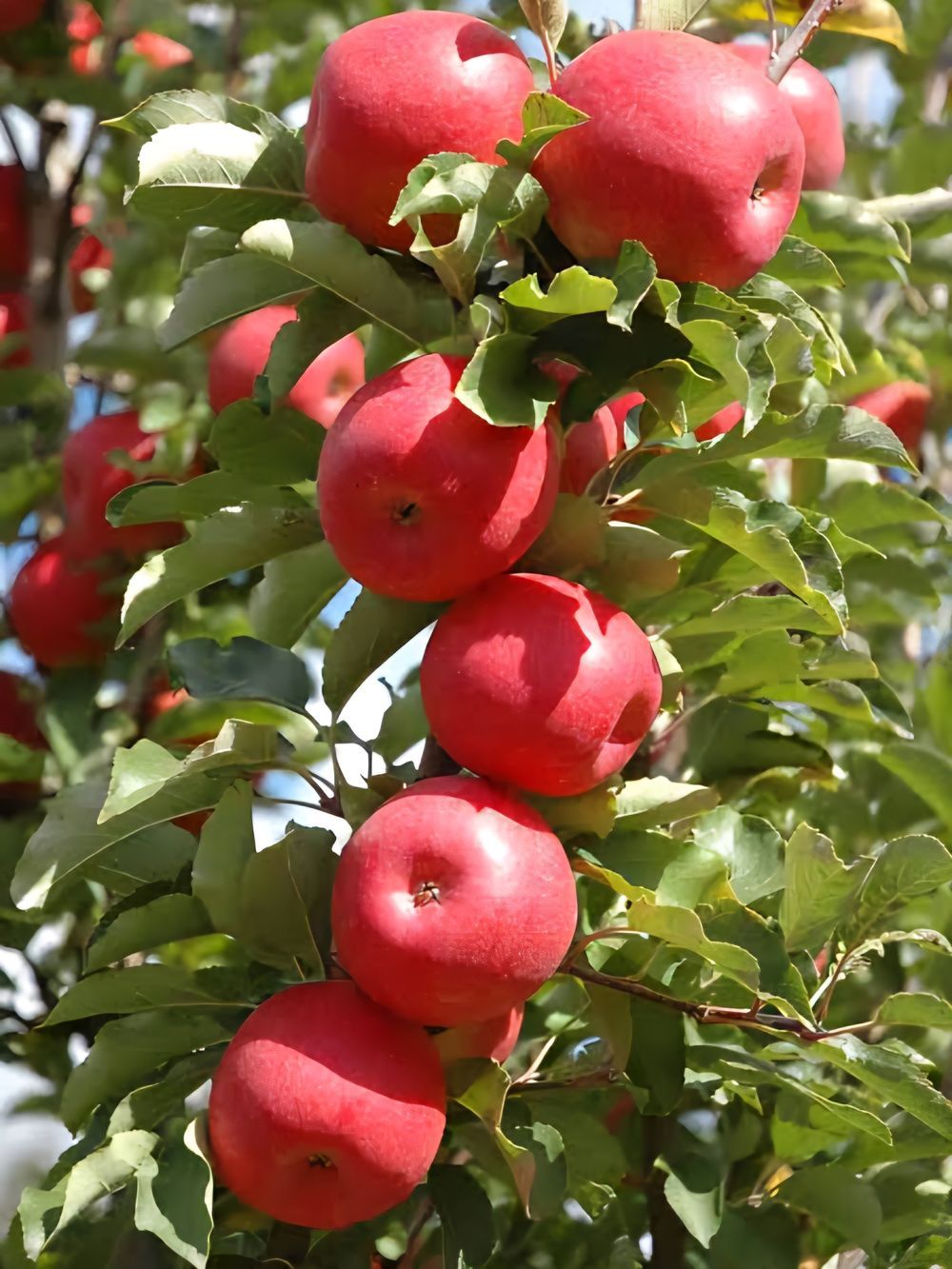 Apple Dwarf Pinkabelle (4lt)