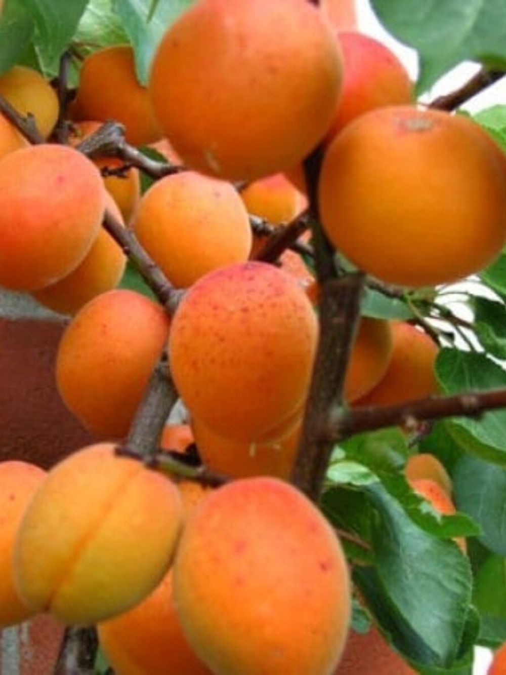 Apricot Moorepark (25lt)