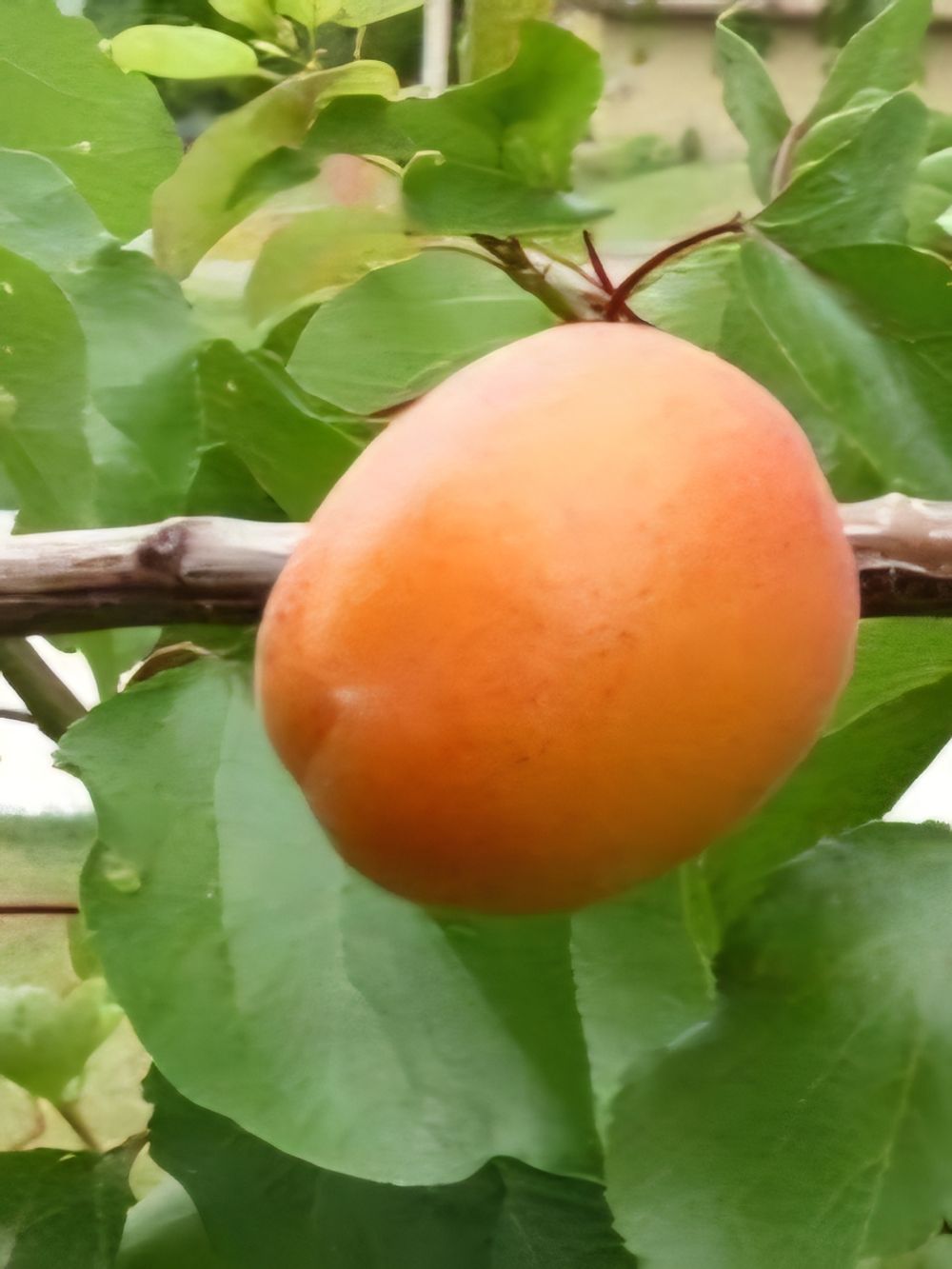 Apricot Newcastle (25lt)