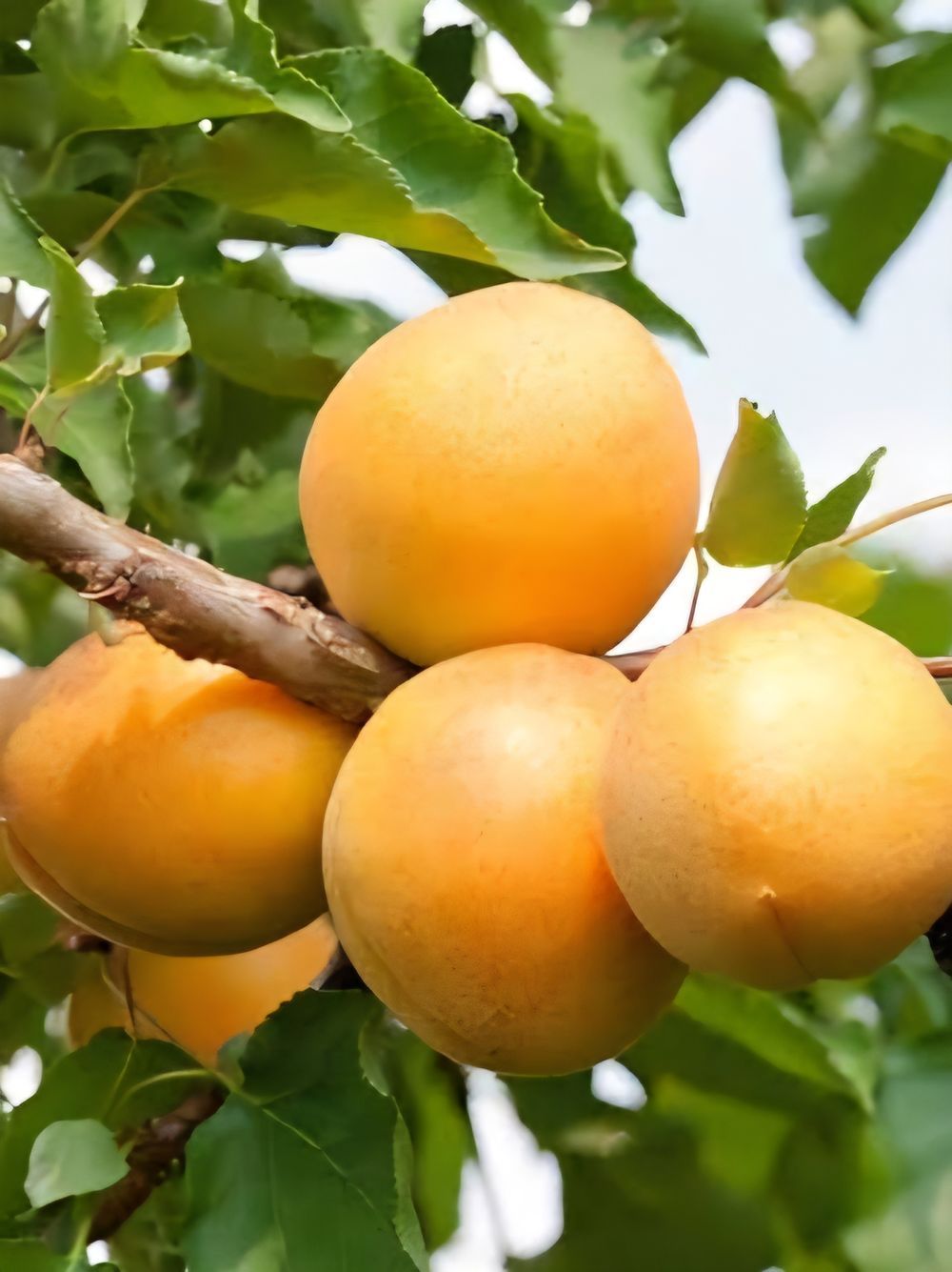 Apricot Trevatt (25lt)