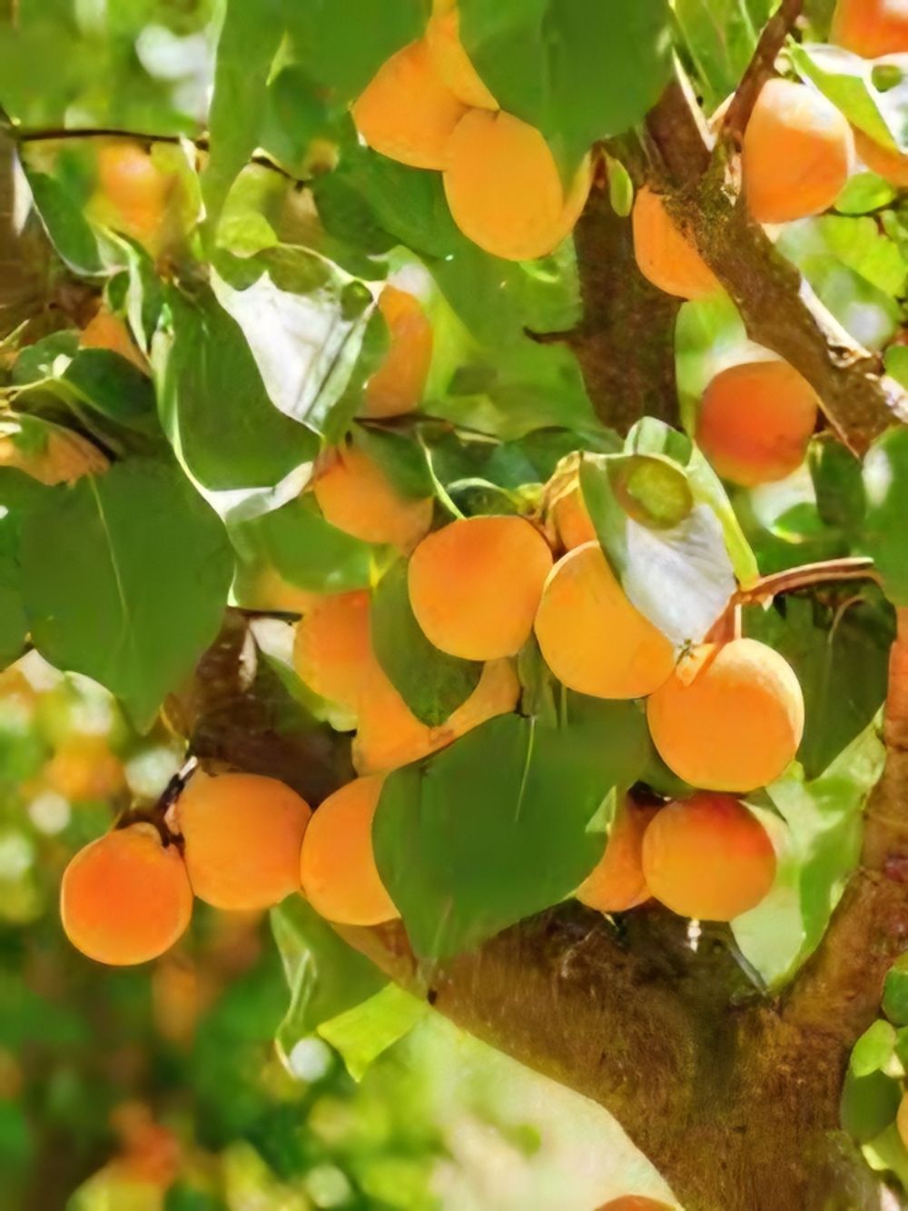 Apricot Dwarf Bulida (15lt)