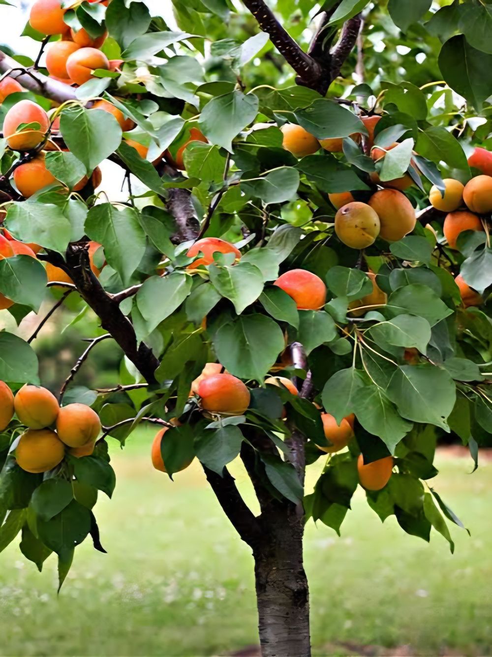 Apricot Dwarf Divinity (15lt)