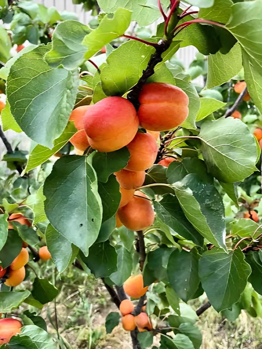 Apricot Dwarf Fireball (4lt)