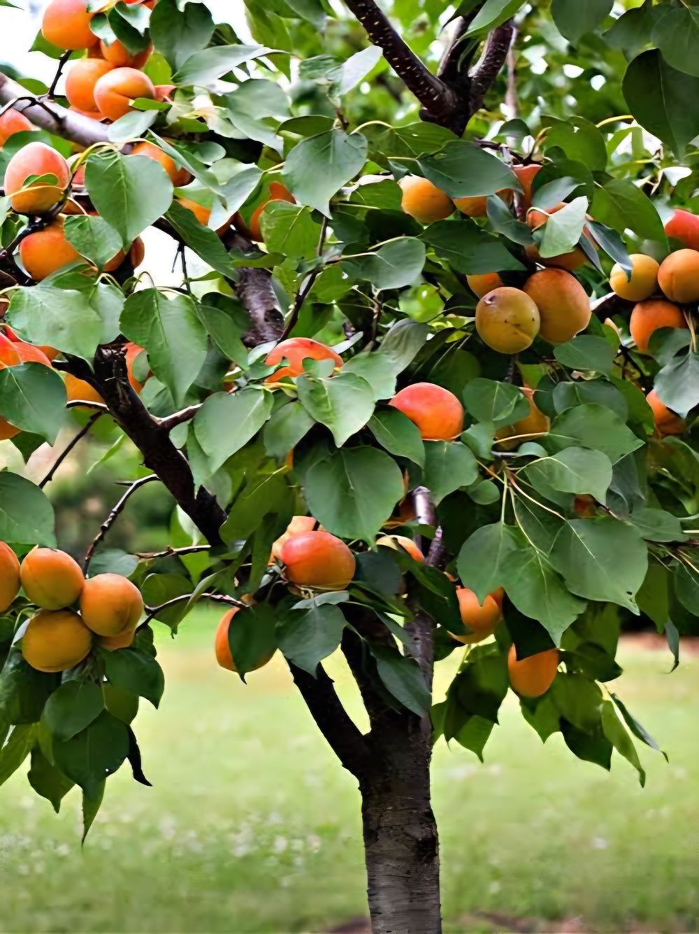 Apricot Dwarf Trevatt (4lt)