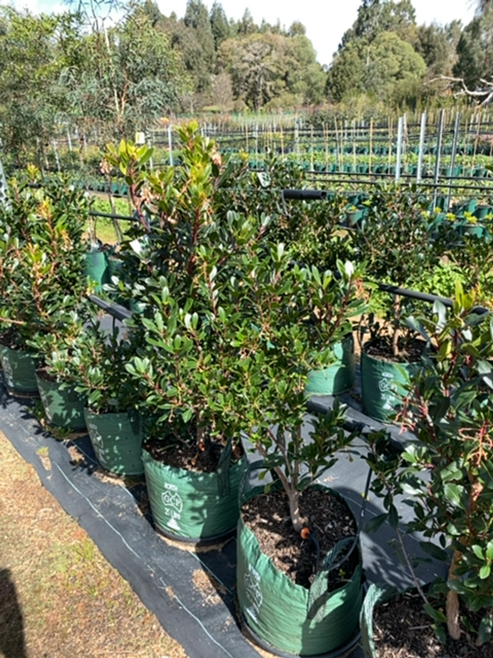ARBUTUS IRISH STRAWBERRY TREE (25LT)