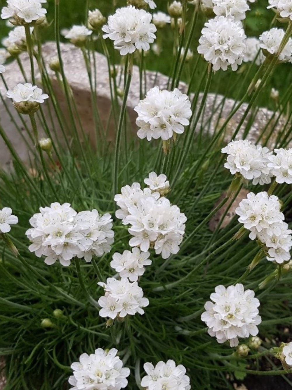 ARMERIA ALBA WHITE SEAS THRIFT (14CM)