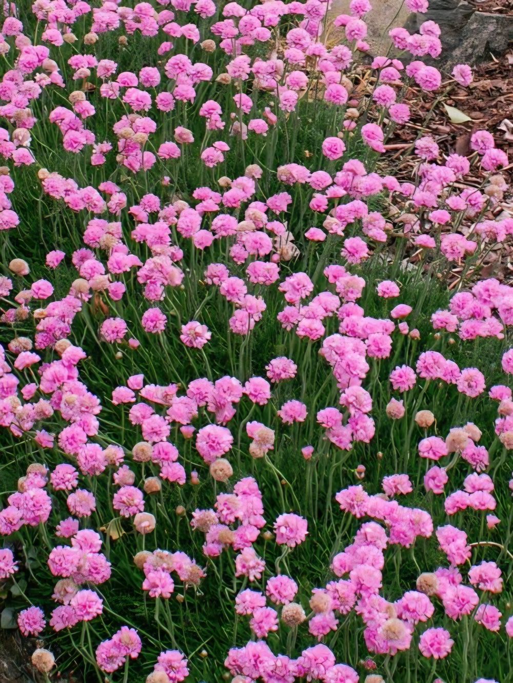 Armeria maritima Rosea Sea Pink Thrift (14cm)