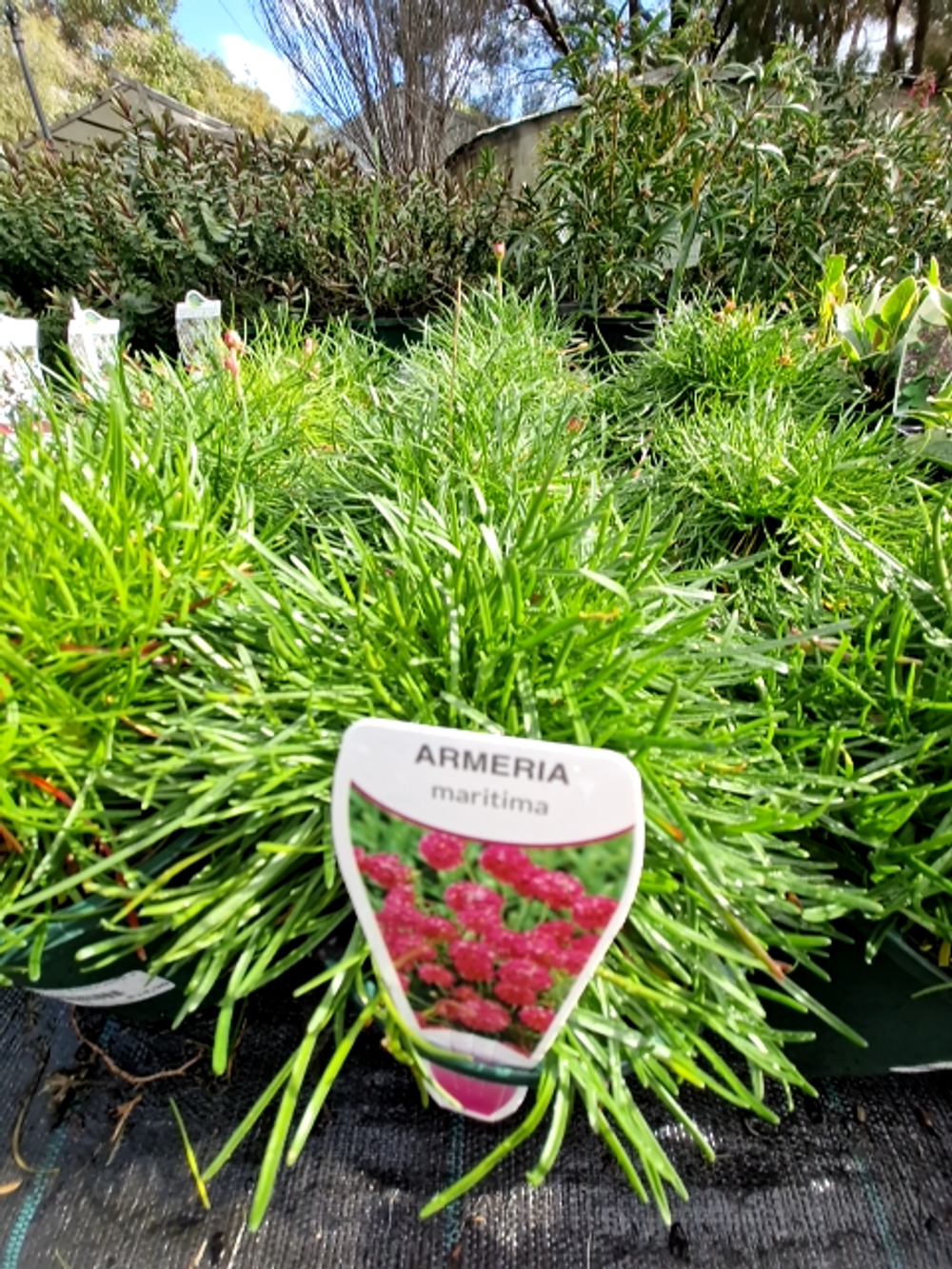 ARMERIA ROSEA PINK SEA THRIFT (14CM)