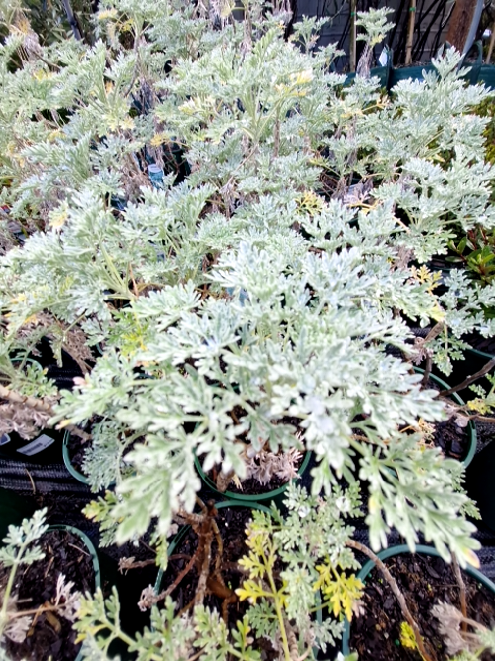 ARTEMESIA POWIS CASTLE (14CM)