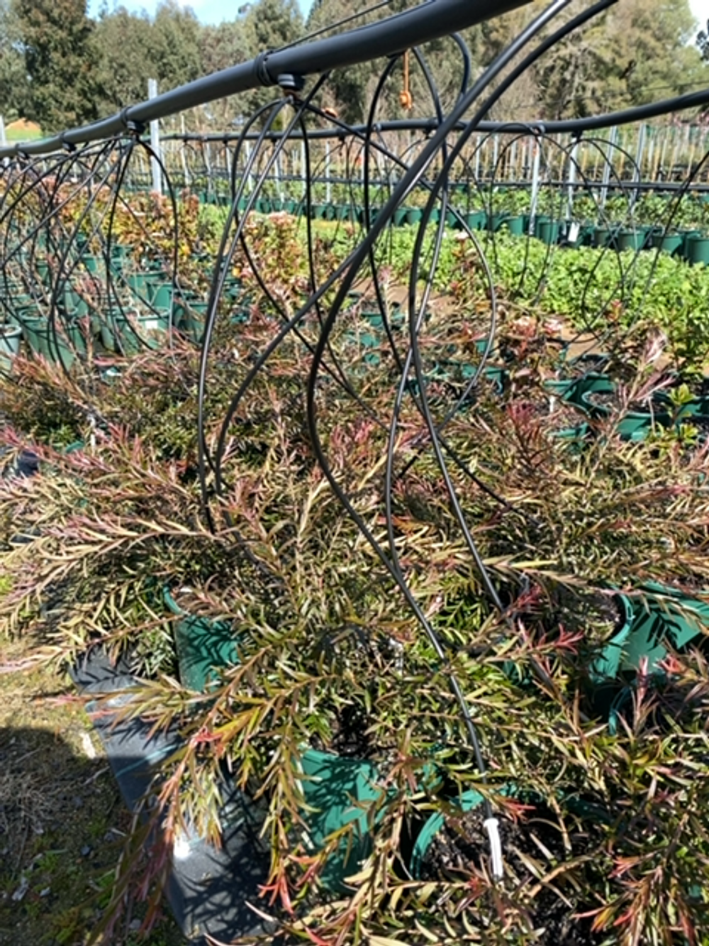 ASTROMYRTUS COPPER TOPS MIDYIM (20CM)