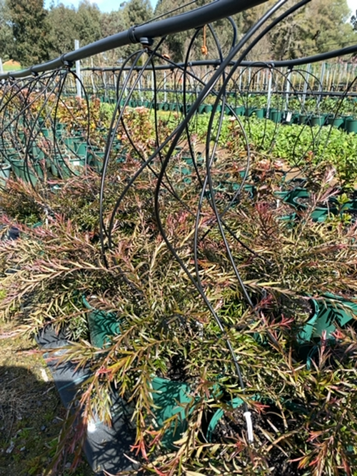 ASTROMYRTUS COPPER TOPS MIDYIM (20CM)