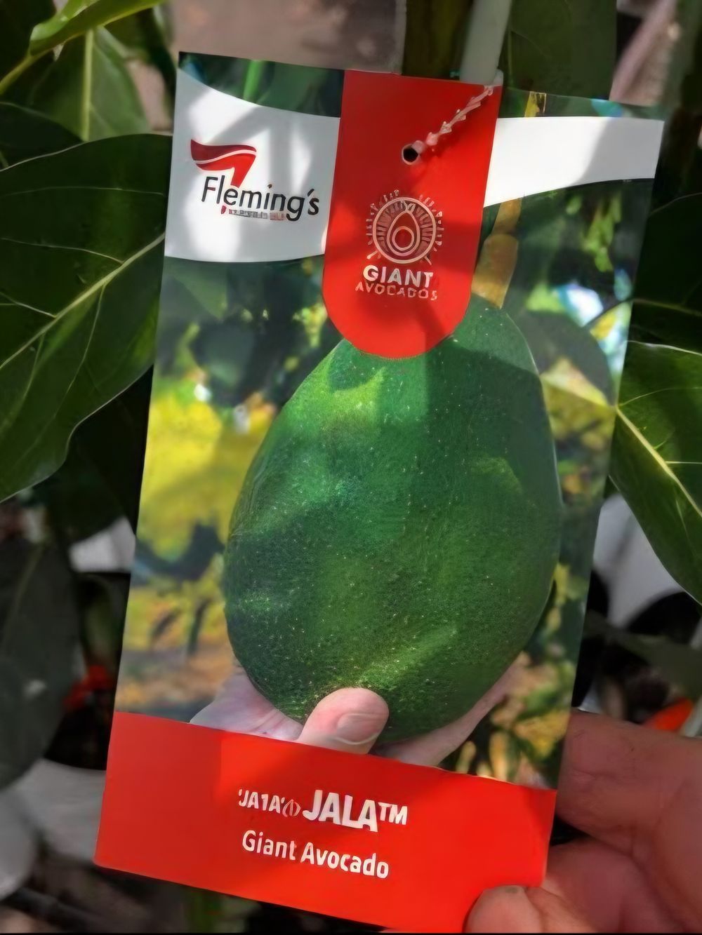Avocado Jala (5lt)