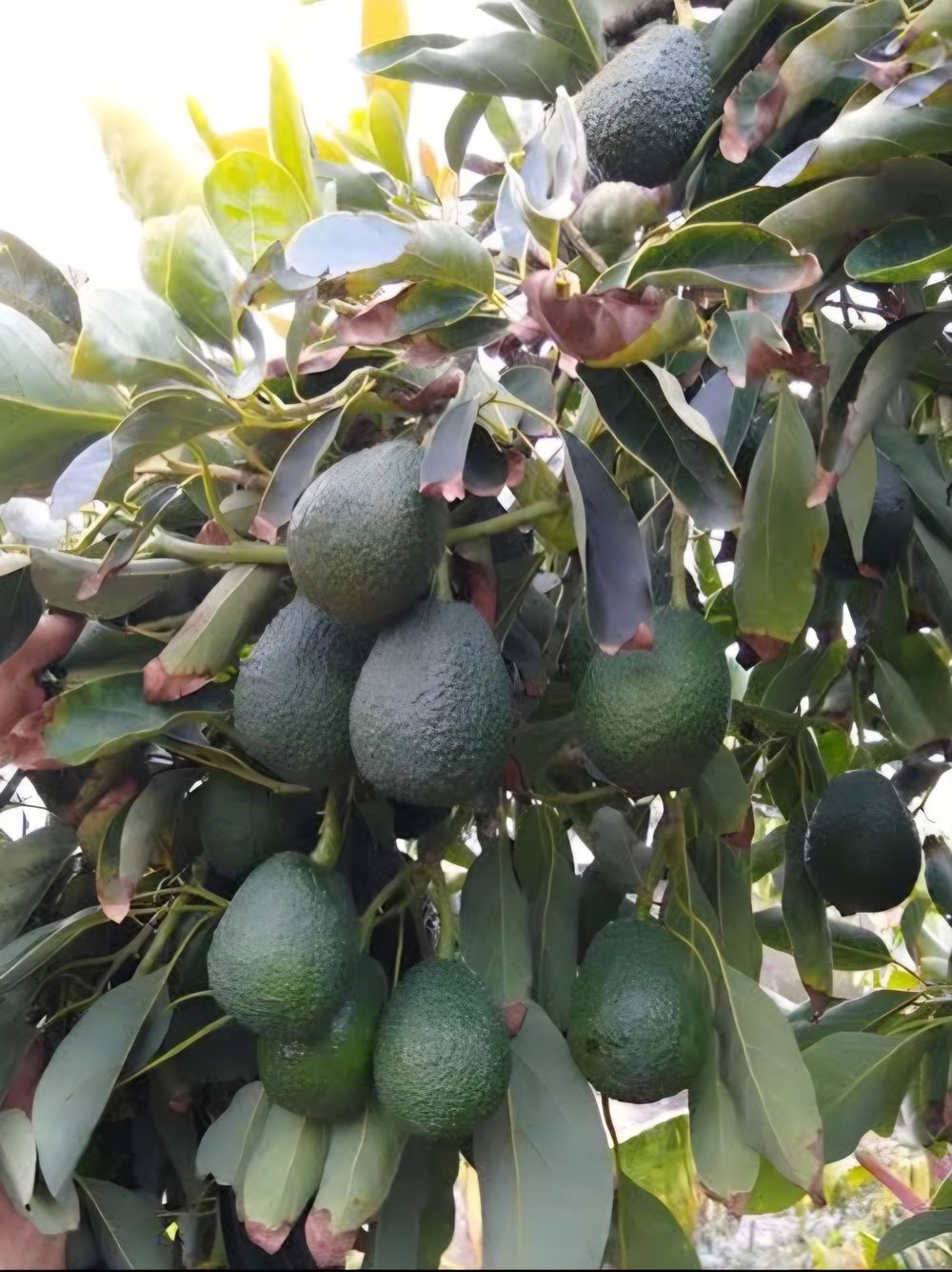 Avocado Dwarf Lamb Hass (4lt)