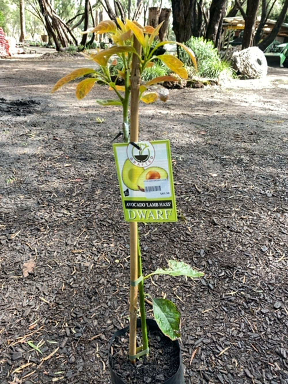Avocado Dwarf Lamb Hass (4lt)
