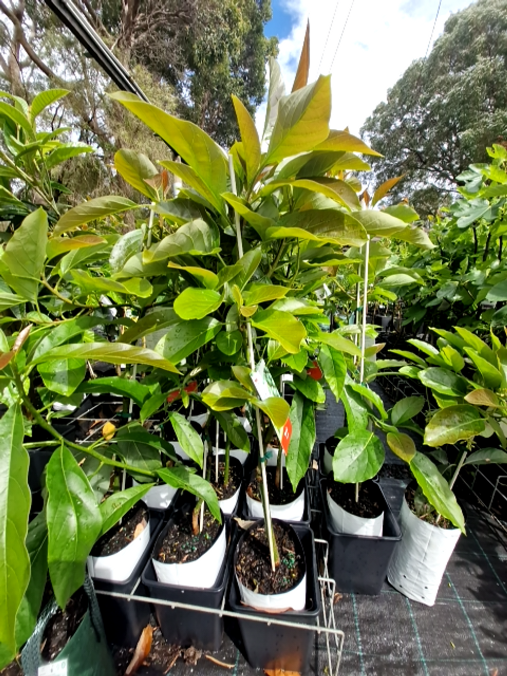 AVOCADO SHARWILL (5LT)