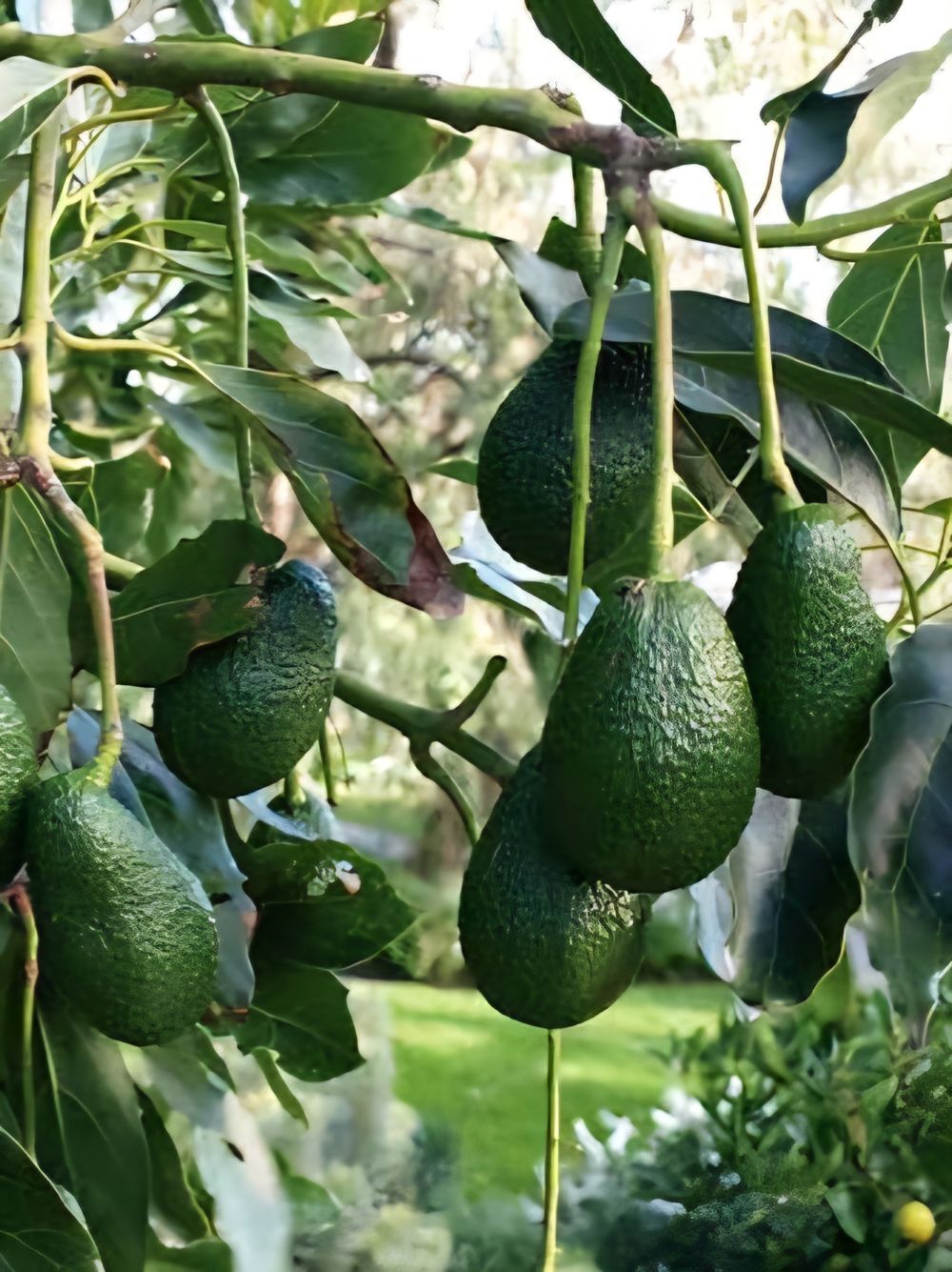 Avocado Hass (A) (4lt)