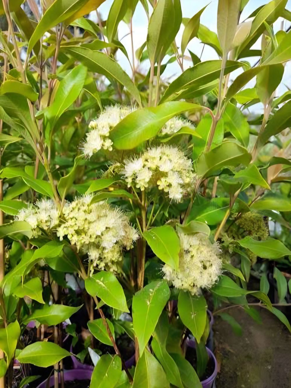 Backhousia citriodora Lemon Myrtle (20cm)