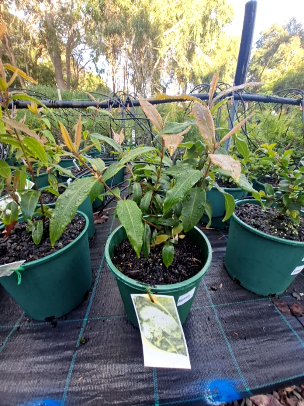 BACKHOUSIA CITRIODORA LEMON MYRTLE (20CM)