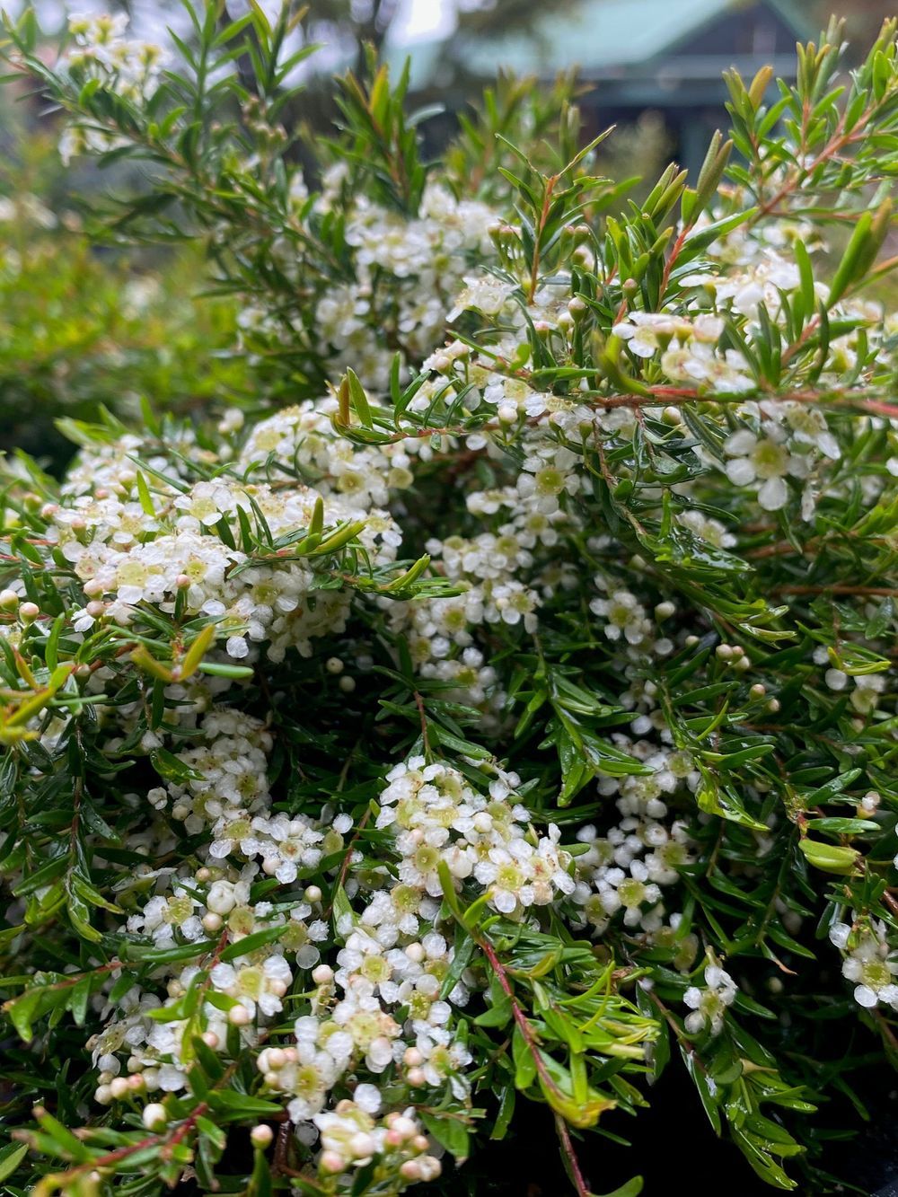 BAECKEA VIRGATA COMPACTA TWIGGY MYRTLE (14CM)