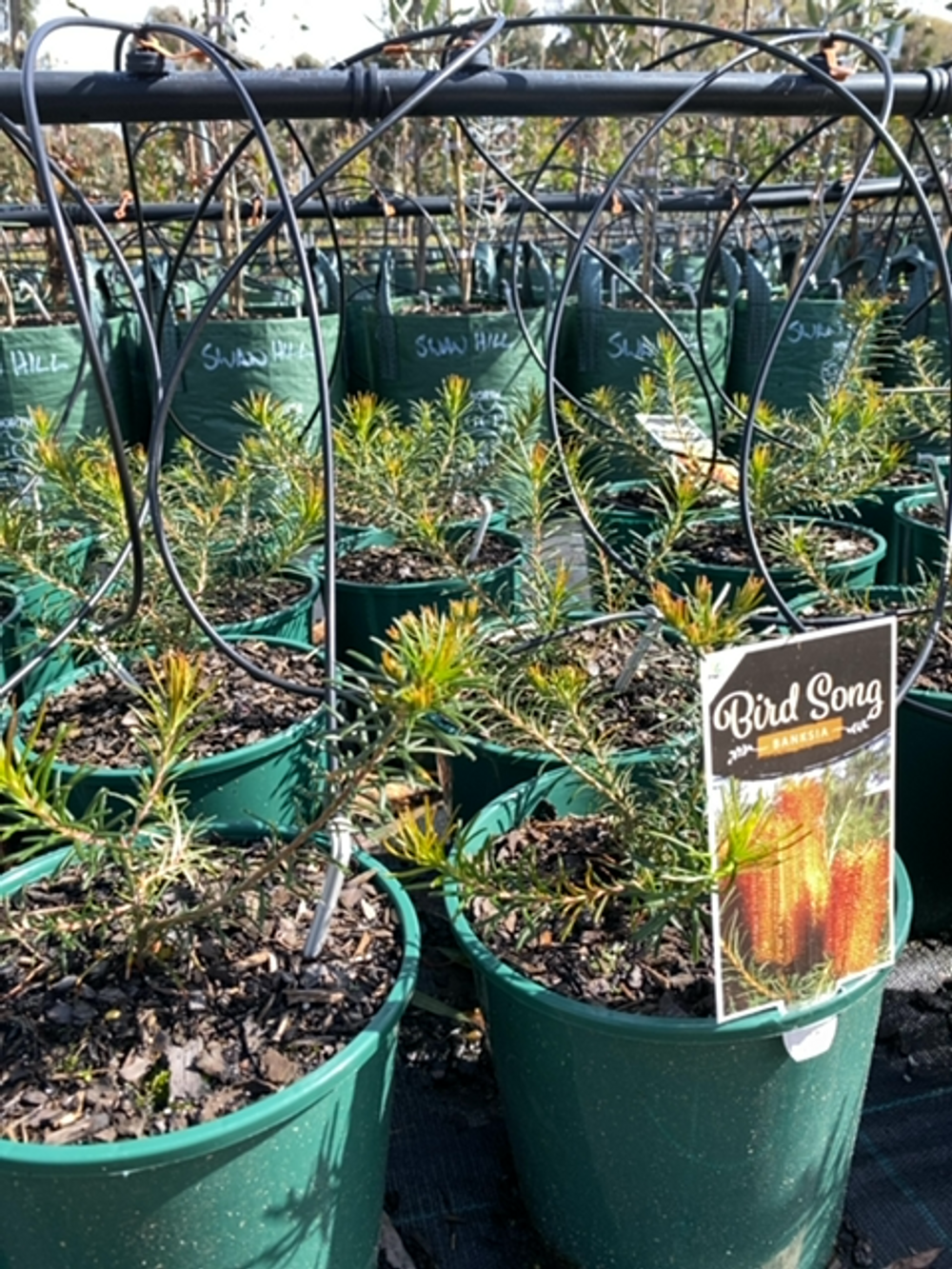 Banksia Bird Song (20cm)