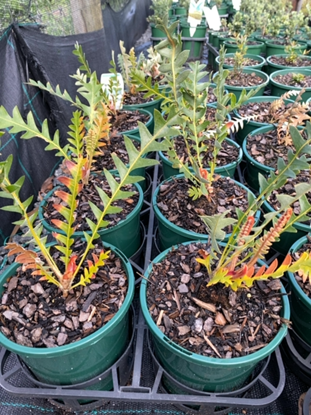 BANKSIA BLECHNIFOLIA (14CM)