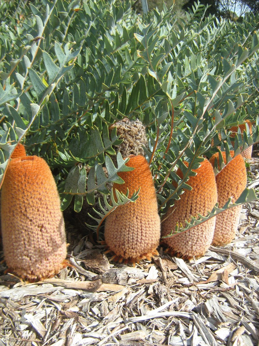 Banksia blechnifolia (14cm)