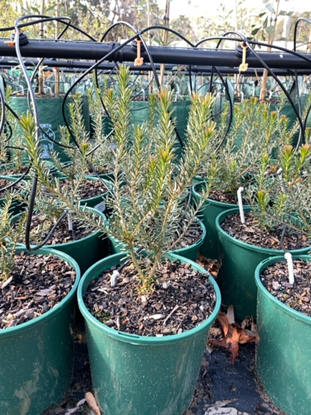 BANKSIA GOLDEN GIRL (20CM)