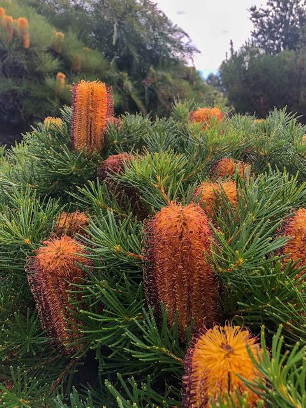 Banksia spinulosa Honey Pots (20cm)