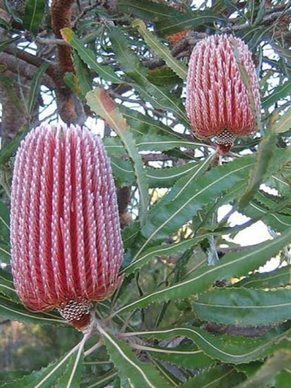 BANKSIA MENZIESII DWARF (20CM)