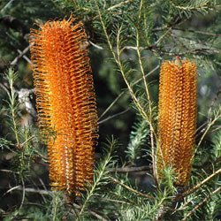 BANKSIA ERICIFOLIA HEATH BANKSIA (20CM)