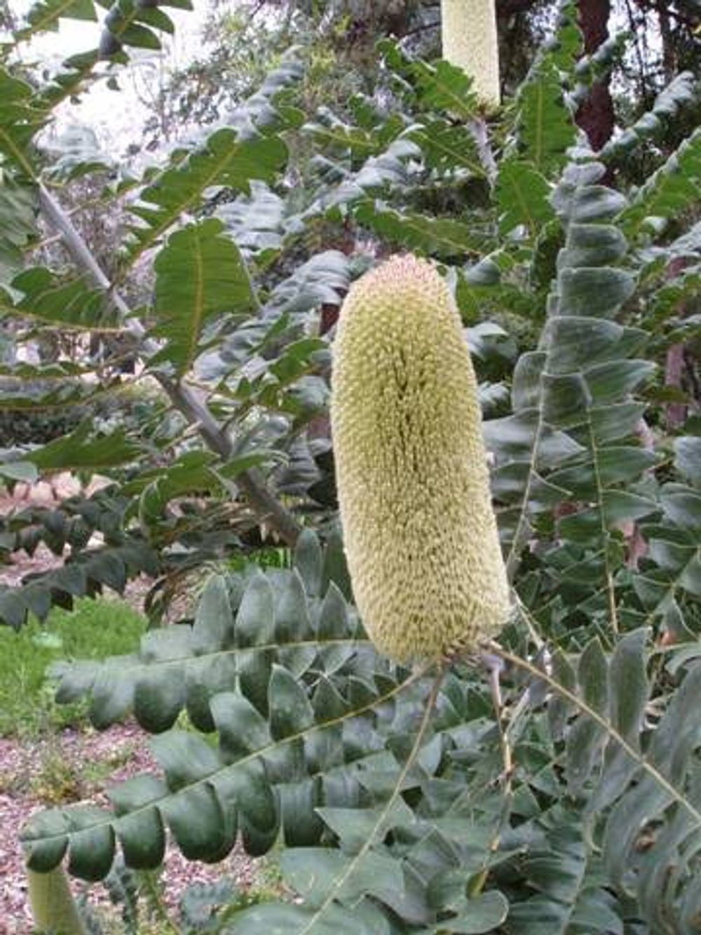 BANKSIA GRANDIS BULL BANKSIA (20CM)