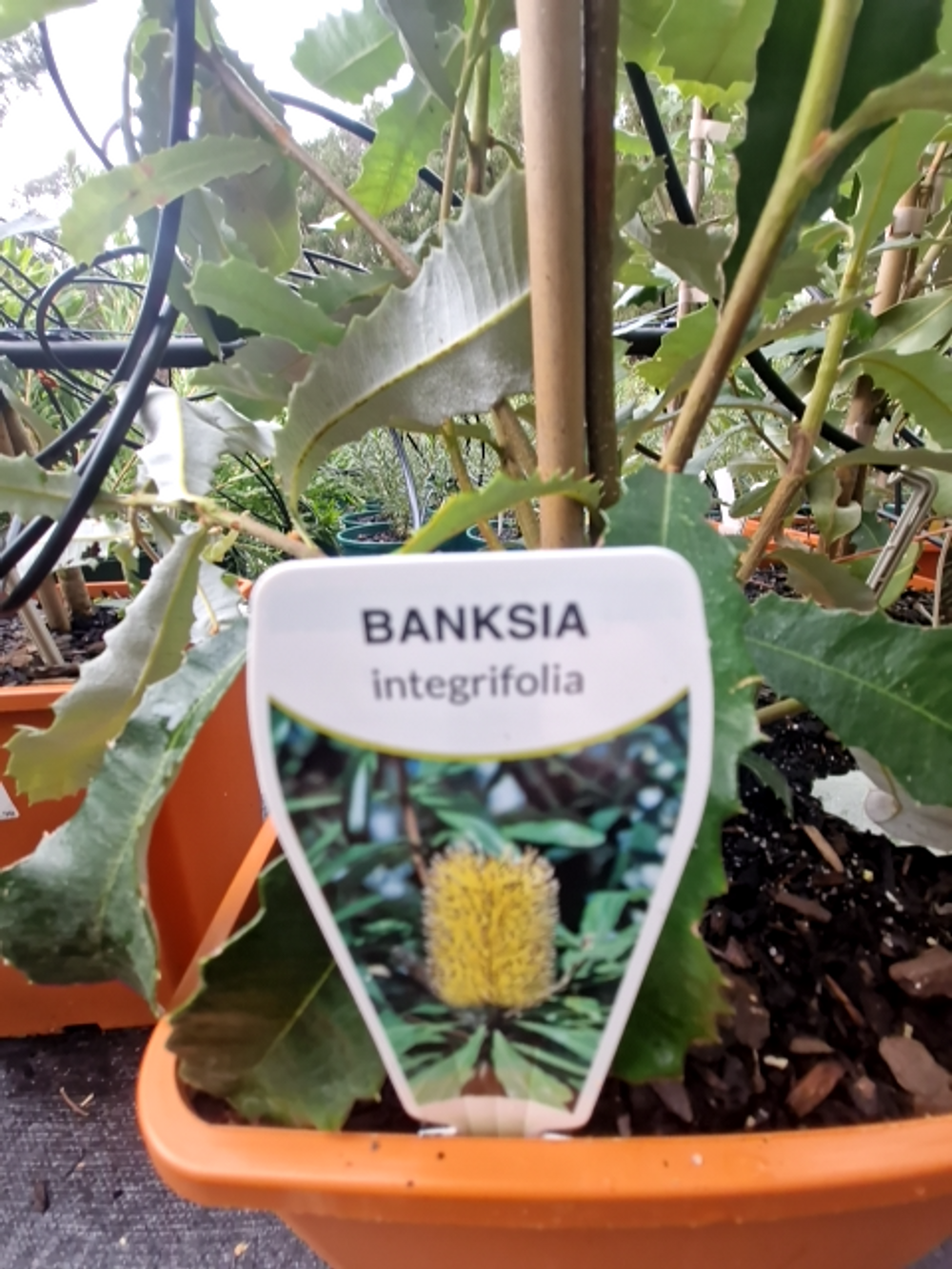 Banksia integrifolia Coast Banksia (6lt)