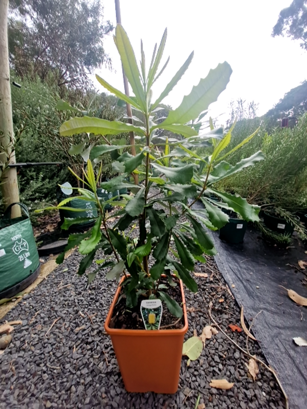 BANKSIA INTEGRIFOLIA COAST BANKSIA (6LT)