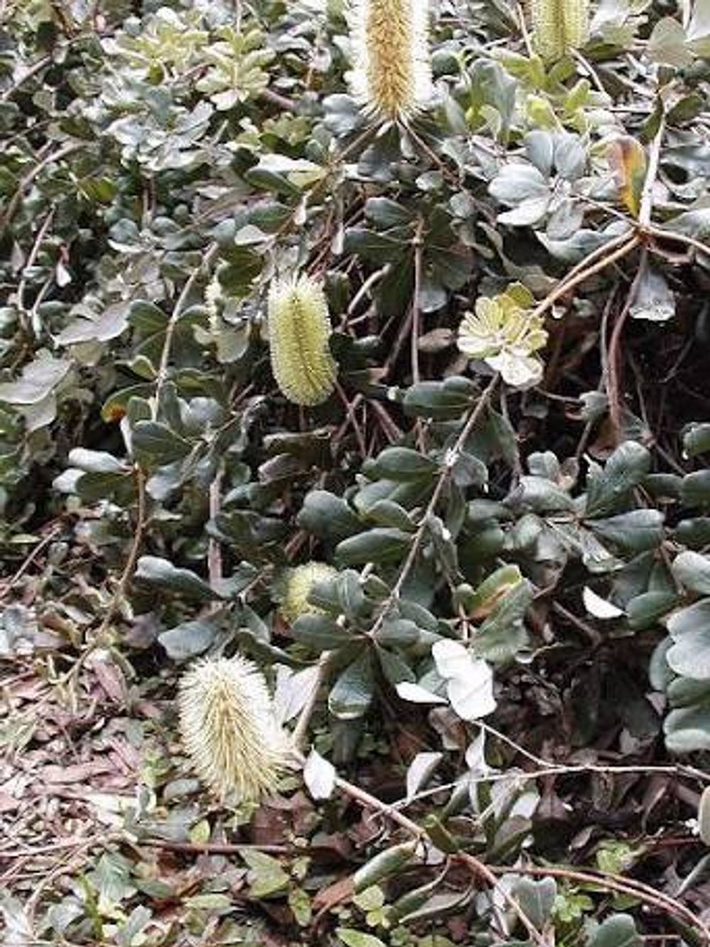 BANKSIA INTEGRIFOLIA ROLLER COASTER (20CM)