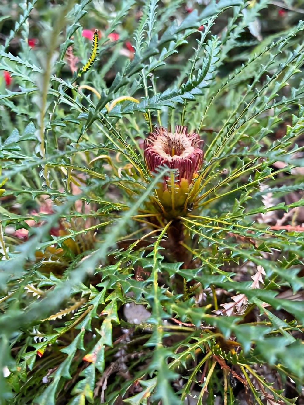 BANKSIA NIVEA HONEYPOT DRYANDRA (14CM)