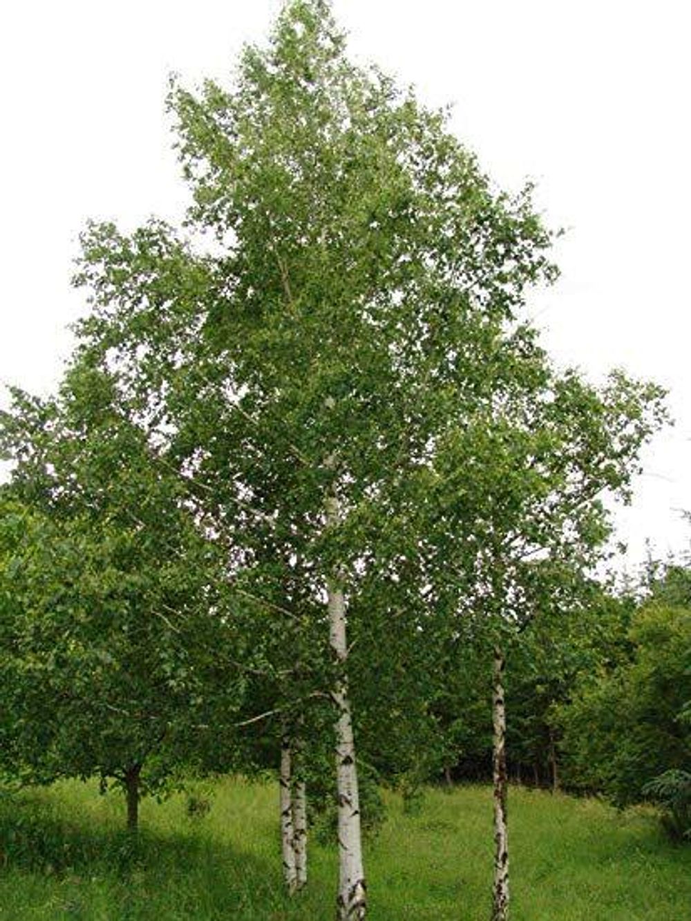Betula pendula Silver Birch (35lt)