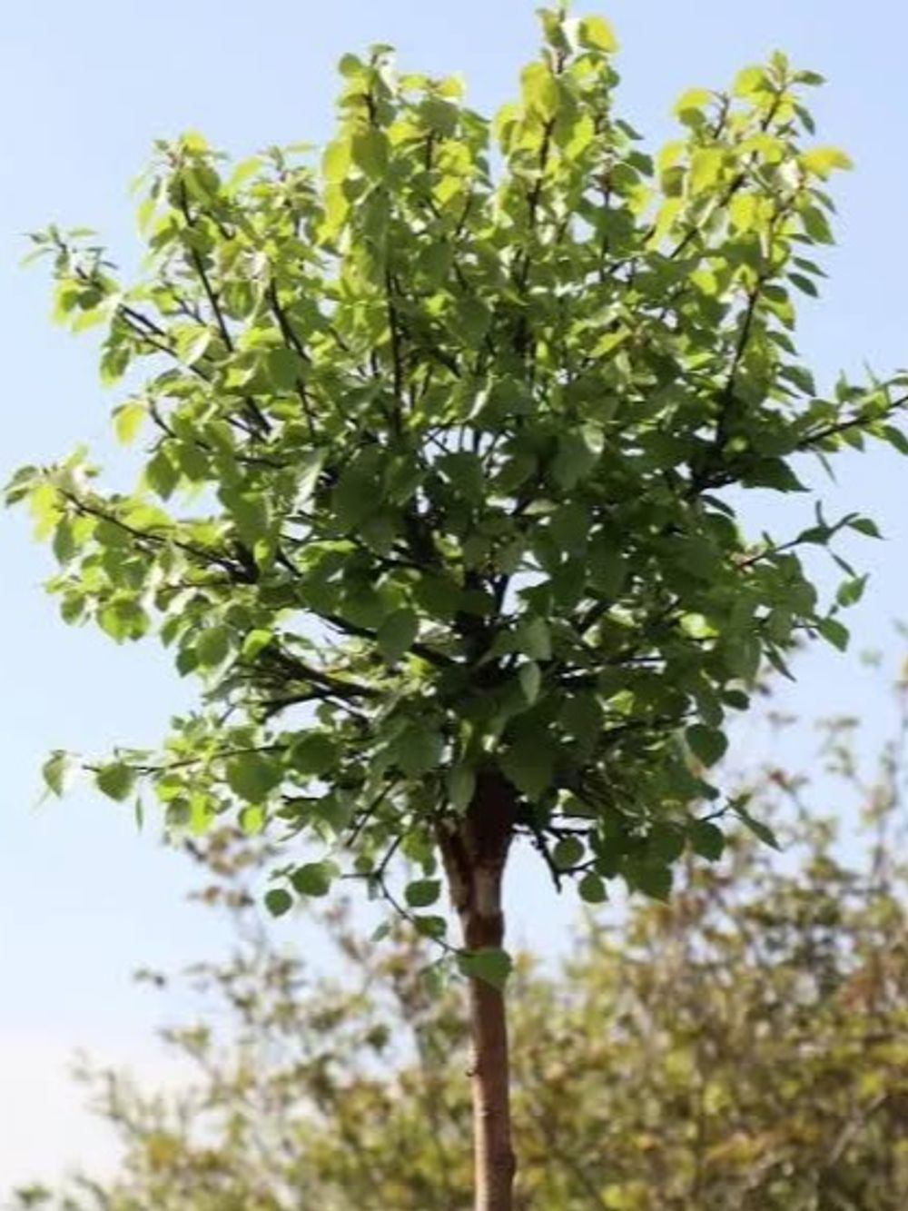 Betula pendula Globe Standard 1.8M (45lt)