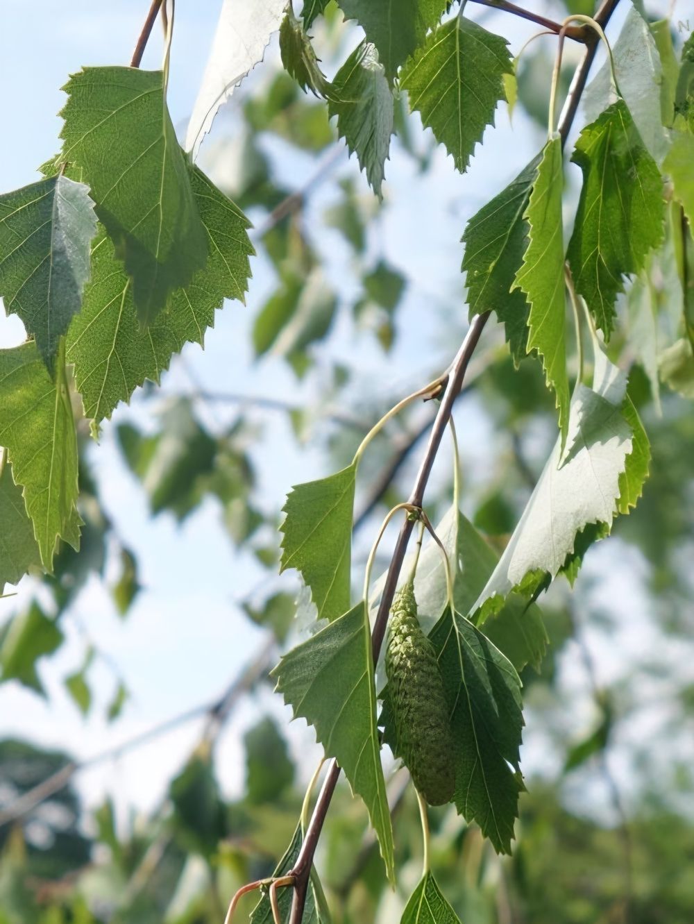 Betula pendula Standard 1.8M Tall (45lt)