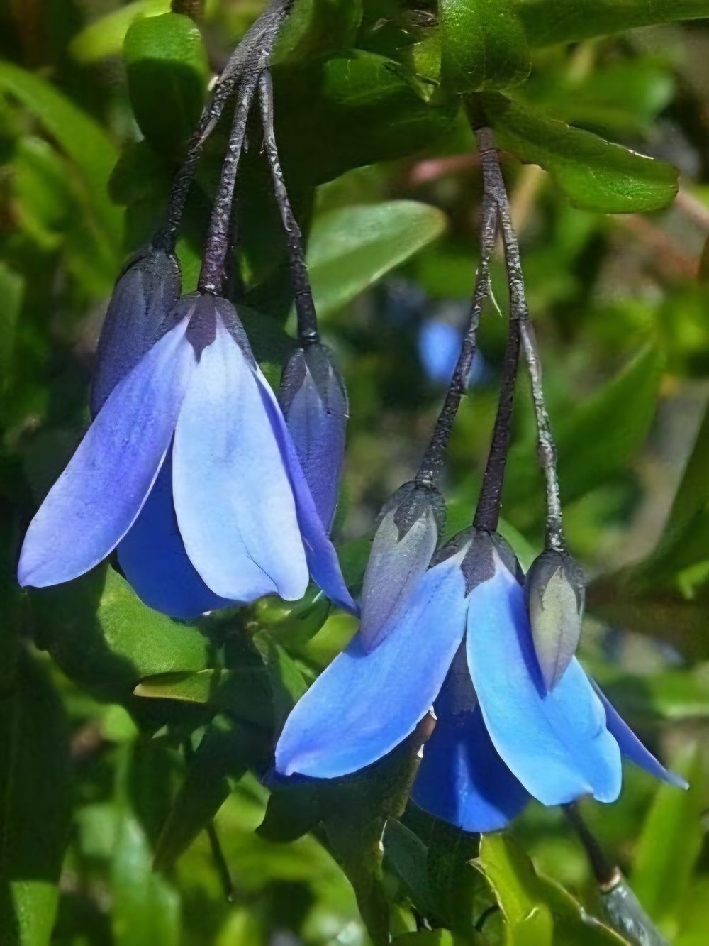 Billardiera blue sollya(14cm)