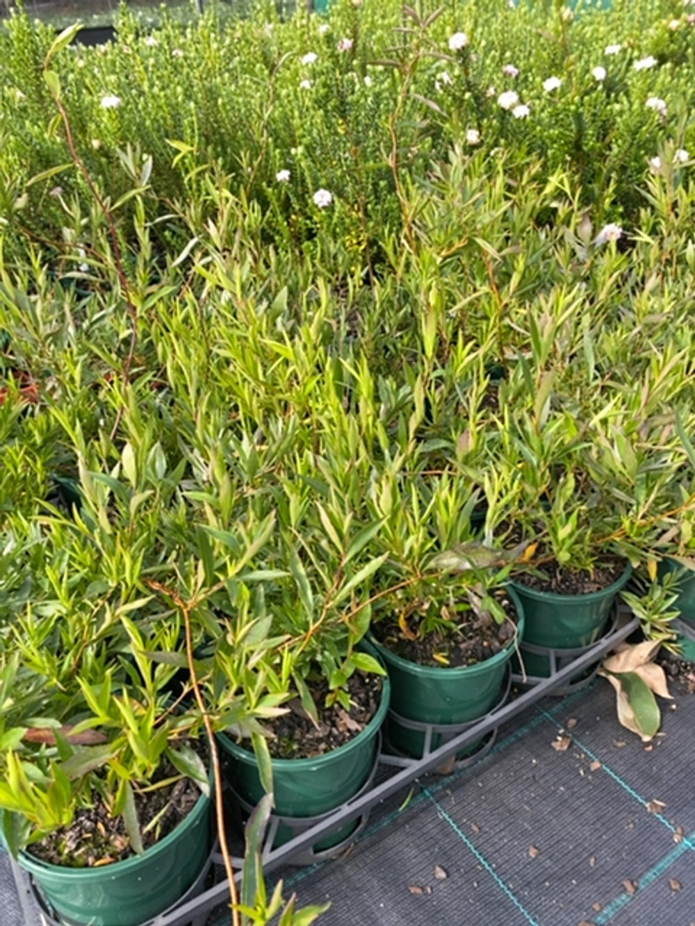 BILLARDIERA BLUE SOLLYA (14CM)