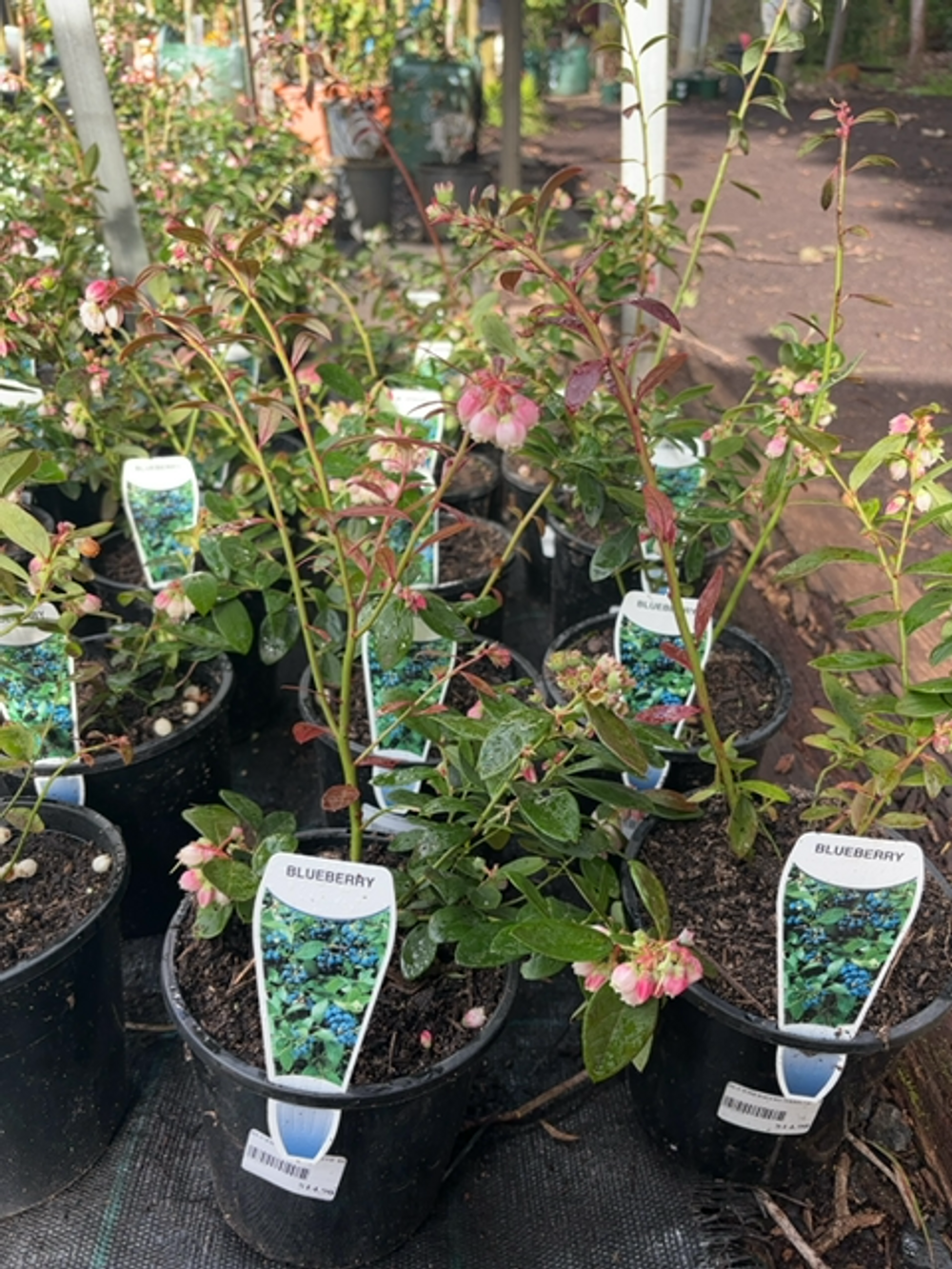 Blueberry Sunshine Blue(14cm)