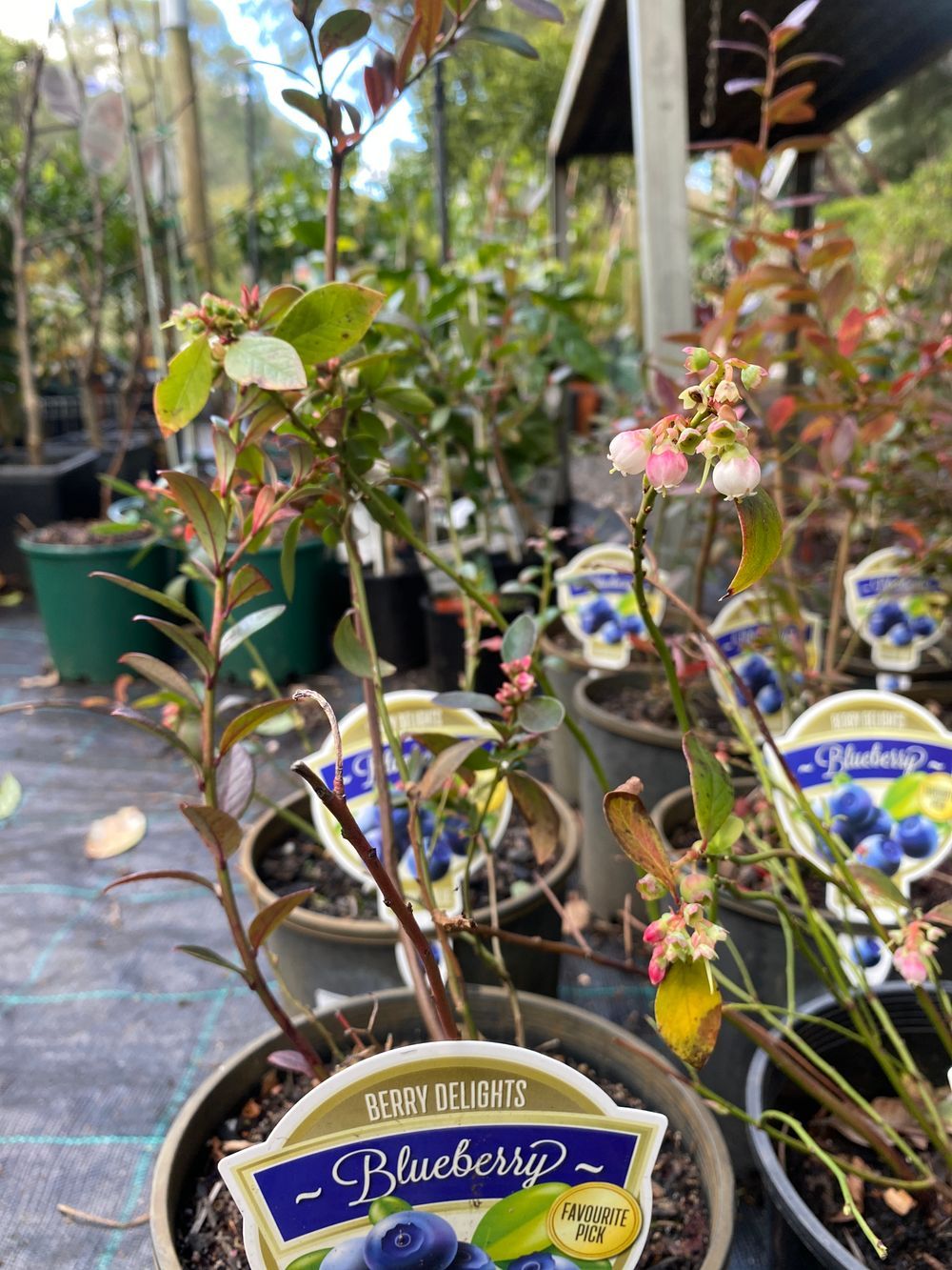 BLUEBERRY BLUEBERRY SUNSHINE BLUE (17CM)