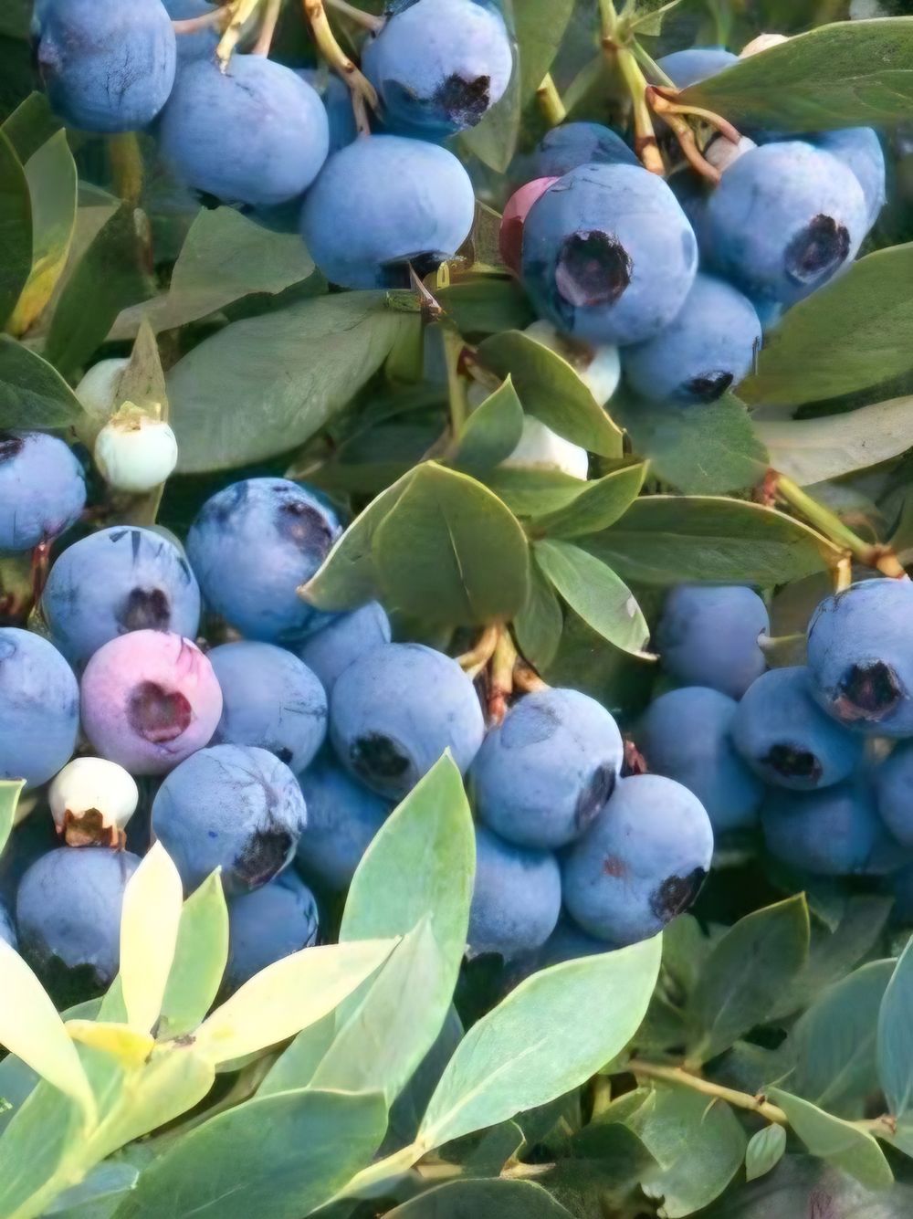 Blueberry Blueberry Sunshine Blue (20cm)