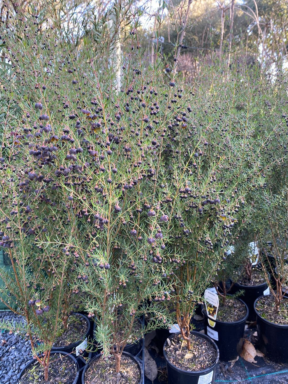 BORONIA BROWN BORONIA (14CM)