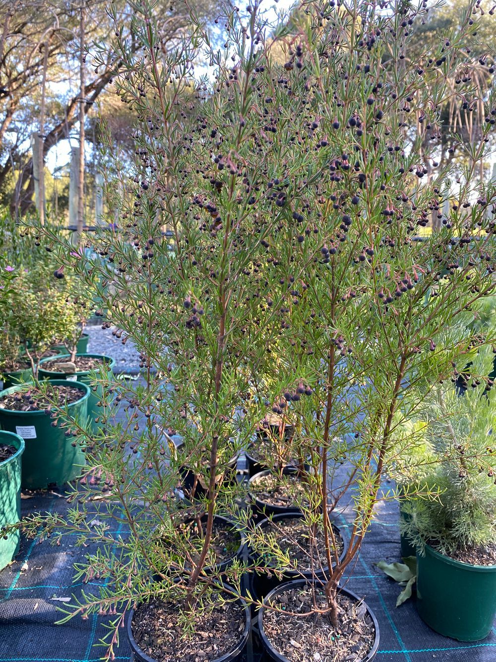 BORONIA BROWN BORONIA (14CM)