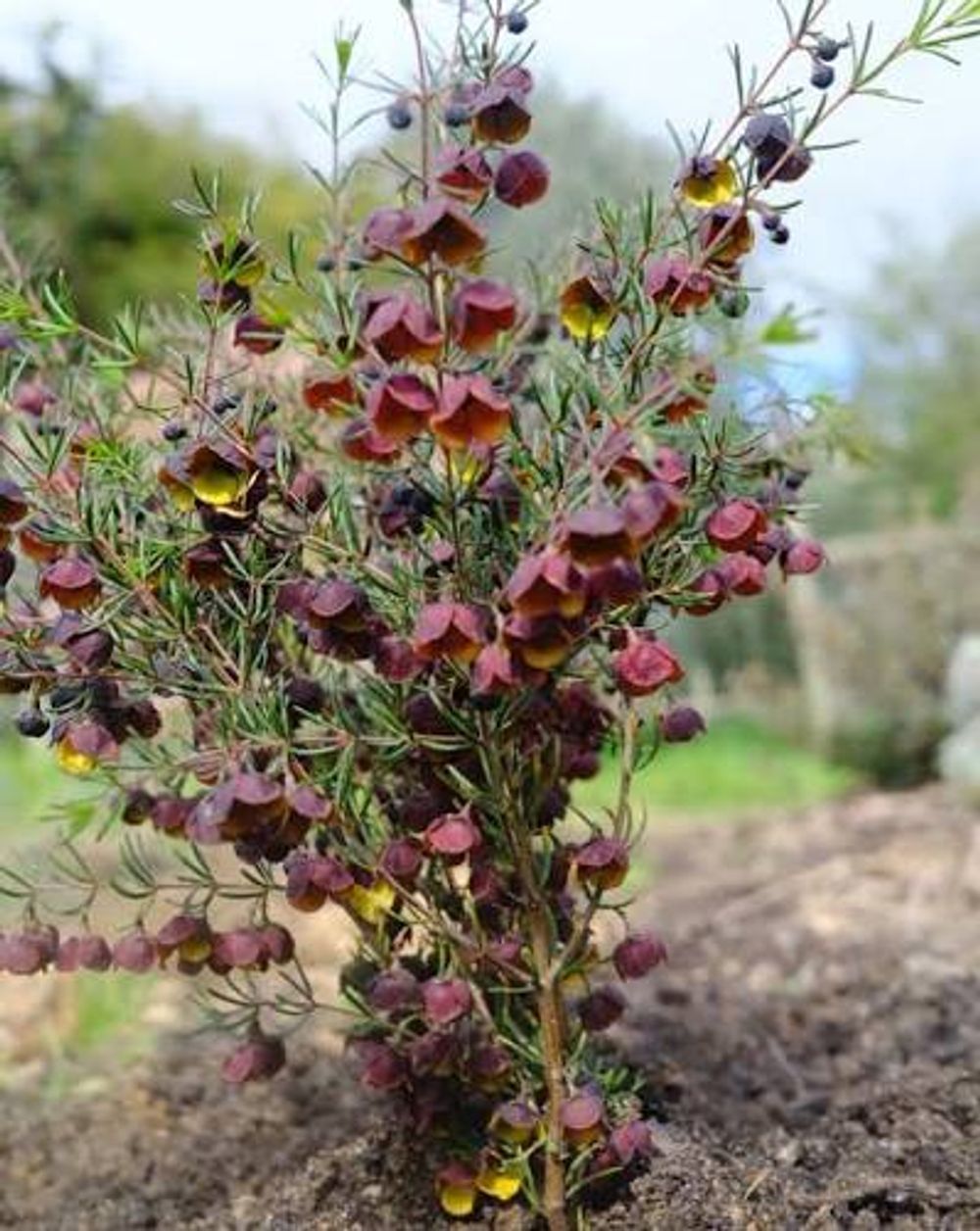 Boronia Dark Prince PBR (14cm)